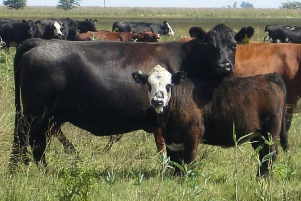 Cruzamientos: Una Poderosa Herramienta Para Producir Más Carne ...