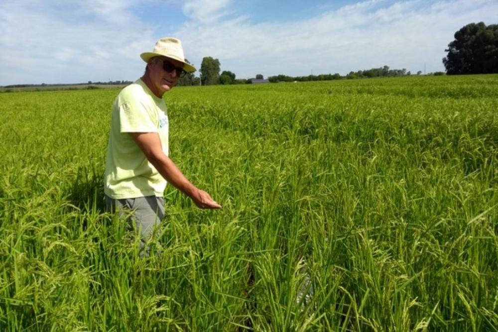 Cáscaras de arroz y de maní al servicio del agro sostenible