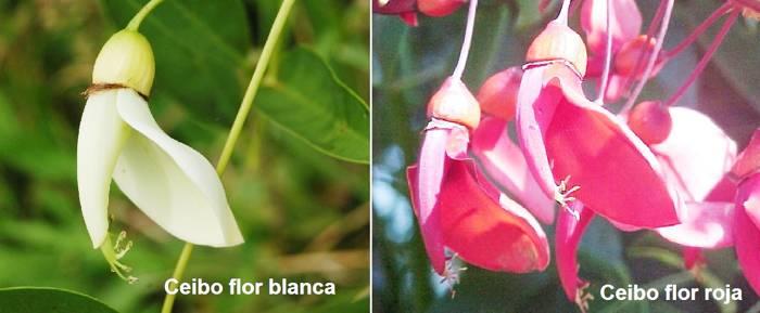 El árbol de ceibo ¿con flor blanca?